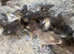Muscovy ducklings