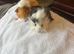 Gorgeous Guinea Pigs
