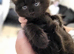 Gorgeous litter Maine Coon x kittens