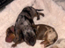 Lil baby sausages