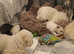 Full Bichon Frise Puppies 2 x boys 2 x girls