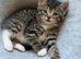 British Shorthair Cross kittens