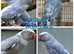 Breeding & pet Mutation Indian Ringneck Parrots