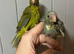 Hand Reared Kakarikis