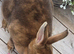 Cinnamon Mini Rex Doe Available