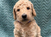 Sunning littler of Australian Double Doodles from Health screened parents