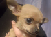 Chihuahua pups