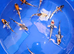 Japanese koi ( mixed breeders)