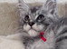 Gorgeous GCCF registered Shaded Line Maine Coon Kittens