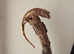 Last baby crested gecko