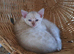 Blue eyed Snow lynx bengal kittens