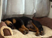Rottie x puppy.