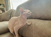 Ginger - Petite Silver Sphynx Girl - £800