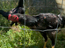 Pair of Shamo