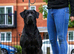 Cane Corso x Presa Canario