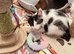 I have 2 beautiful kitten coon
