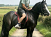 5 year old gelding, 12.3 cob