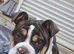 english bulldog