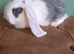 Beautiful French Lop Babies