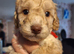 F1b cockapoo puppies