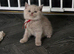 9 Beautiful British Shorthairs