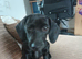 Female puppy