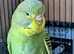 Multi colour s,f anthrecite budgies.