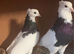 Breeding Pair Black Iranian Toghies For Sale