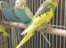 Young budgies