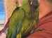 Hand reared Military Macaws M&F