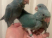 Stunning Varioue Hand Reared Baby Indian Ringnecks