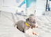 Whippet puppies