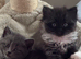 Scottish fold kittens
