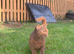 Chocolate British Shorthair
