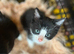 Beautiful kittens for sale, beagle Cross very well-behaved very use of human contact use of noise Ben reading in a family home