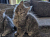 TICA Registered Maine Coon Kittens