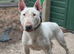 bull terrier male