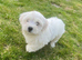 Gorgeous Maltese Toy puppies