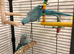 RINGNECK