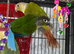 Baby’s green cheek conure