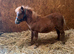 Registered Minature sheltland colt foals.