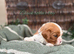 Stunning HEALTH TESTED cavalier pups