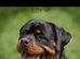 Rottwilwer puppy’s