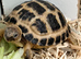 Horsfield tortoises now available for a new loving home