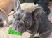 Blue Frenchie female