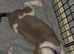 Staffy cross lab