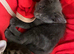 Beautiful kittens- please read full ad for prices