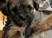 Tibetan Terrier puppy