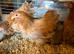6 Pekin bantam pullets