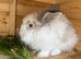Lionhead/giant lop